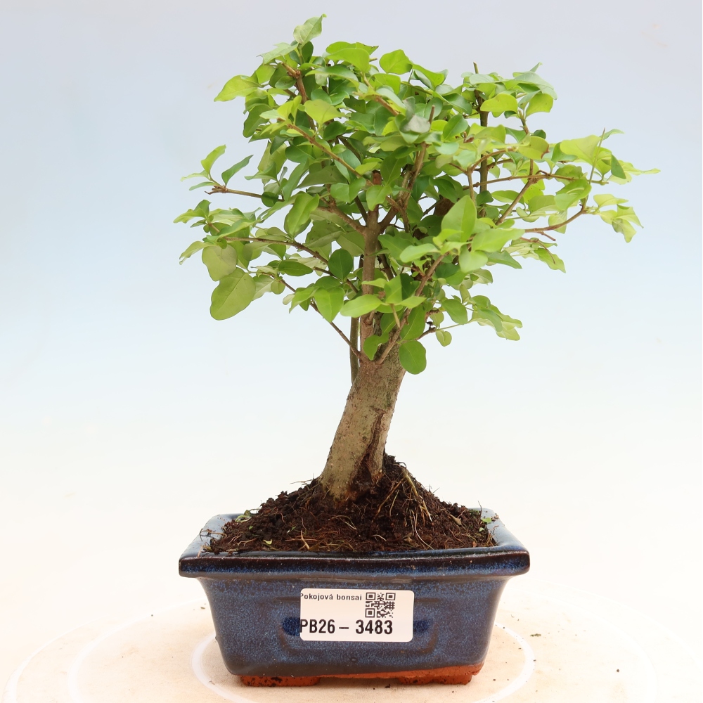 Izbový bonsaj -Ligustrum chinensis - Vtáčí zobák