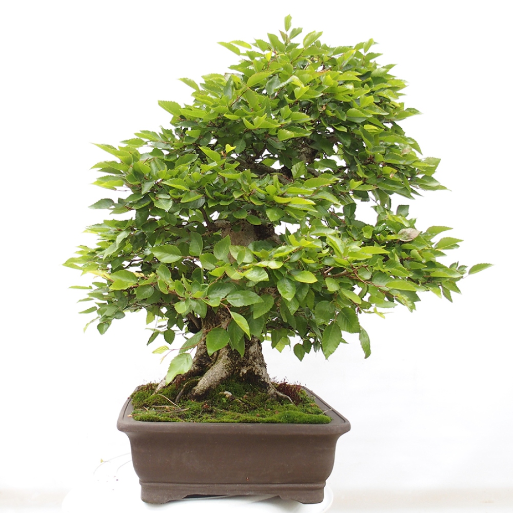 Vonkajší bonsai -Carpinus CARPINOIDES - Hrab kórejský
