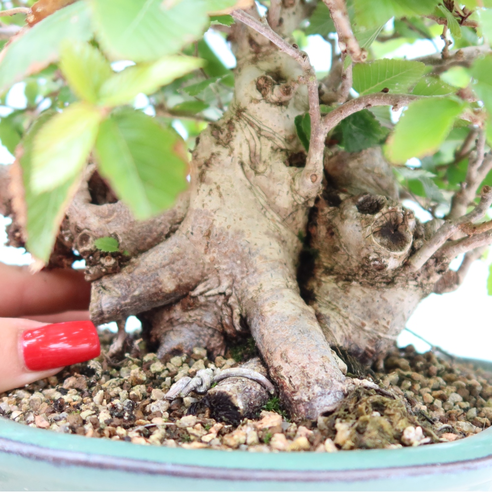 Vonkajší bonsaj -Carpinus coreana - Hrab kórejský