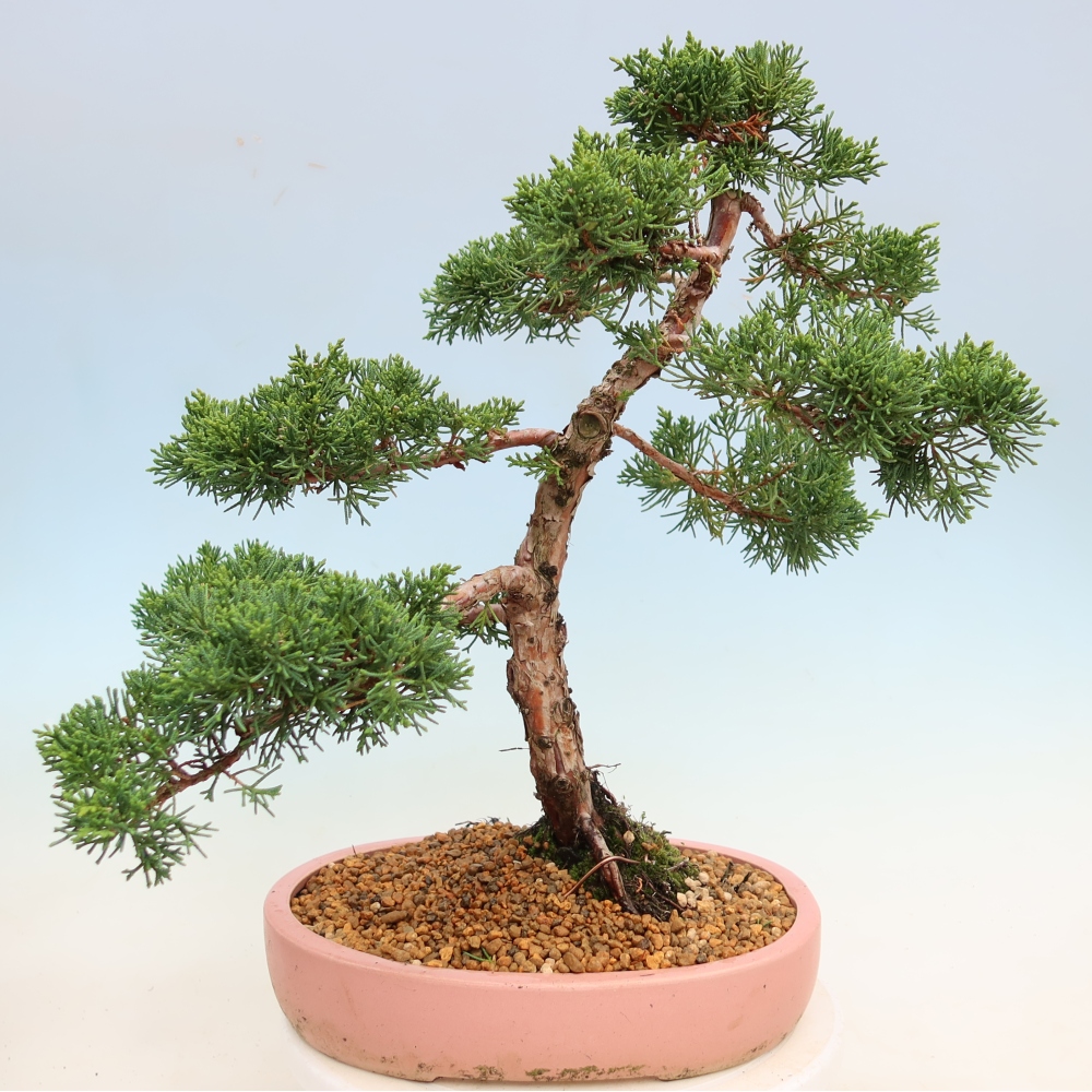 Vonkajší bonsaj - Juniperus chinensis Kishu