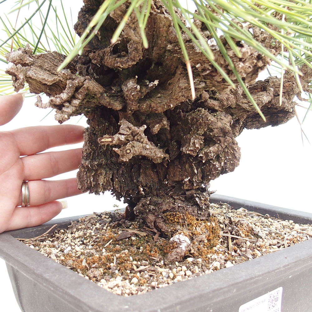 Vonkajšie bonsaje - Pinus thunbergii - borovica Thunbergova