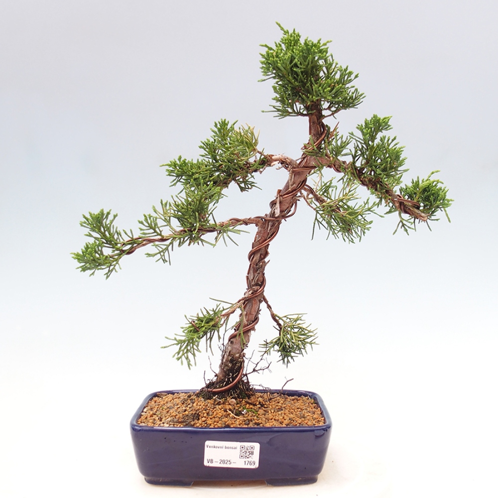 Vonkajší bonsai - Juniperus chinensis Kishu -Jalovec čínsky
