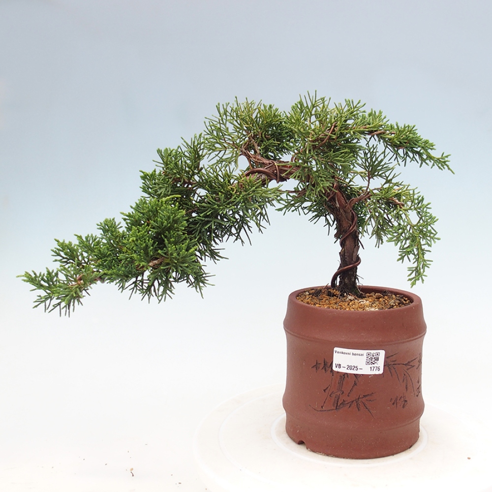 Vonkajší bonsai - Juniperus chinensis Kishu -Jalovec čínsky