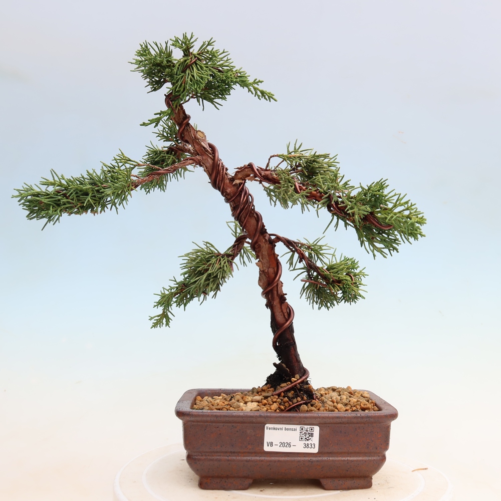 Vonkajší bonsaj - Juniperus chinensis Kishu