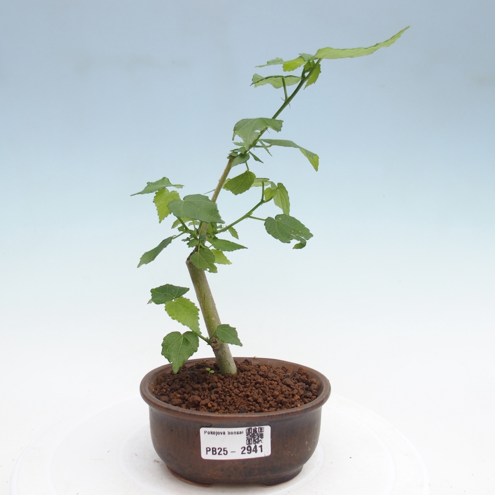 Izbová bonsai - Malvaviscus arboreus - ibištekovec drevnatý