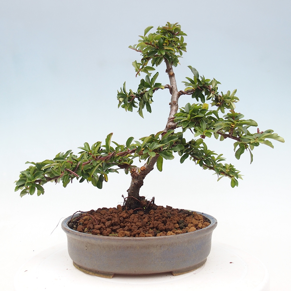 Vonkajšie bonsaje-Pyracantha Teton -Hlox