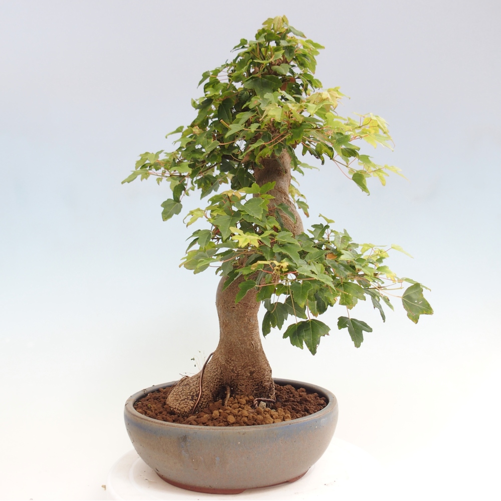 Vonkajšie bonsai - Javor Buergerianum - Javor Burgerův