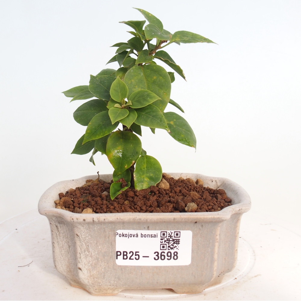 Izbové bonsaje - Bouganwilea