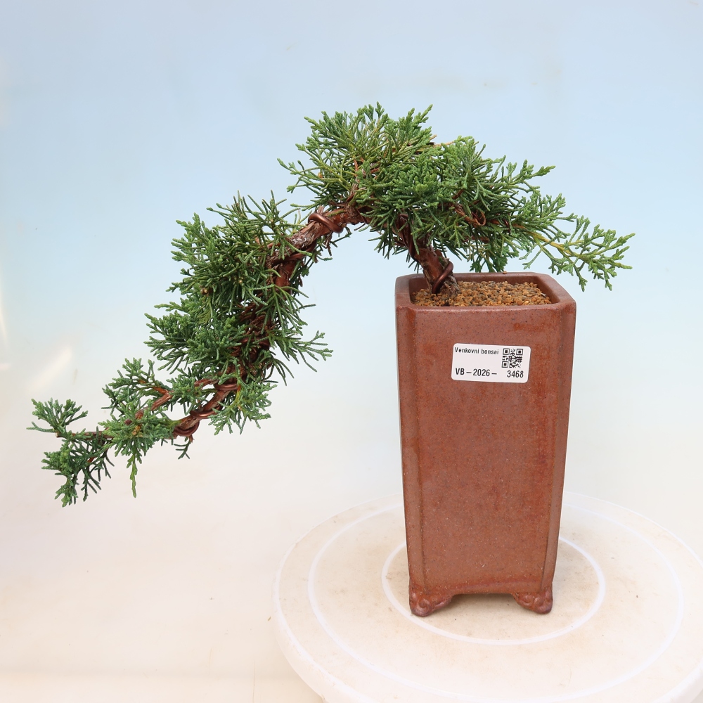 Vonkajší bonsaj - Juniperus chinensis Kishu