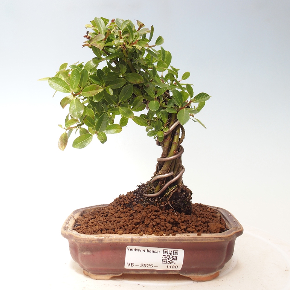 Vonkajšie bonsai - Salix - Vŕba