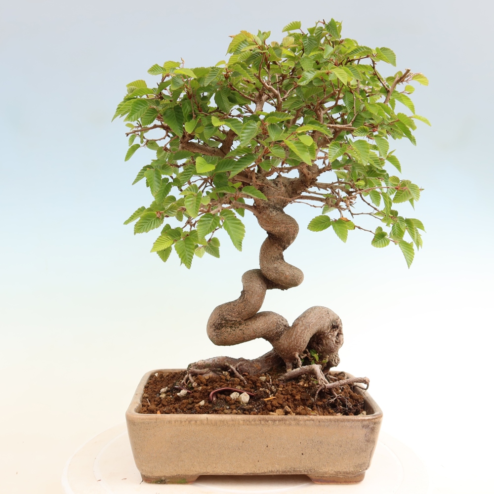 Vonkajší bonsaj -Carpinus coreana - Hrab kórejský