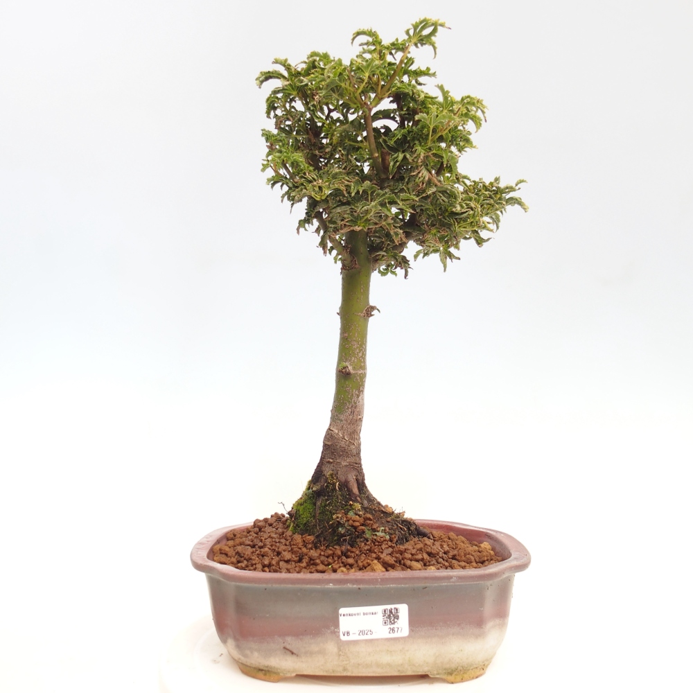 Vonkajší bonsai -Javor dlanitolistý Acer palmatum Shishigashira