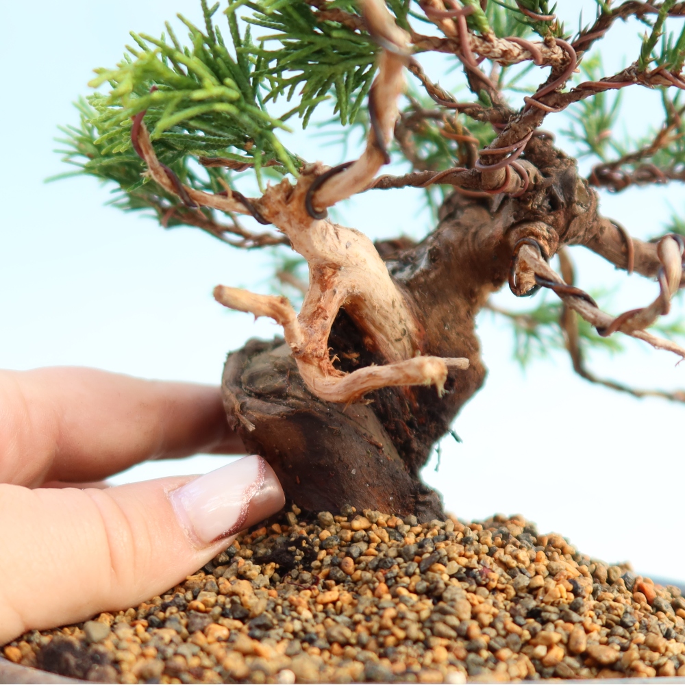 Vonkajší bonsai - Juniperus chinensis Itoigawa -Jalovec čínsky