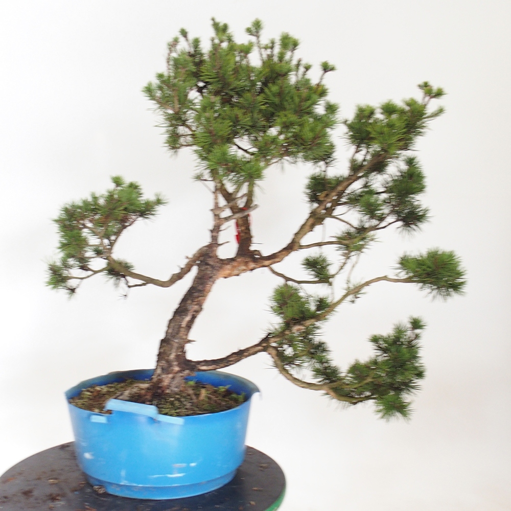 Yamadori - Pinus sylvestris Španielsko