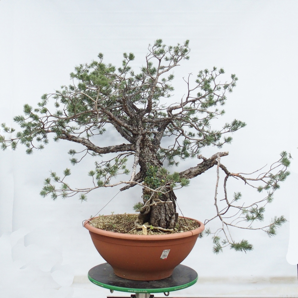Yamadori - Pinus sylvestris Španielsko
