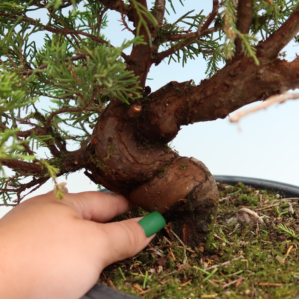 Vonkajší bonsai – Juniperus chinensis Itoigawa – čínsky jalovec