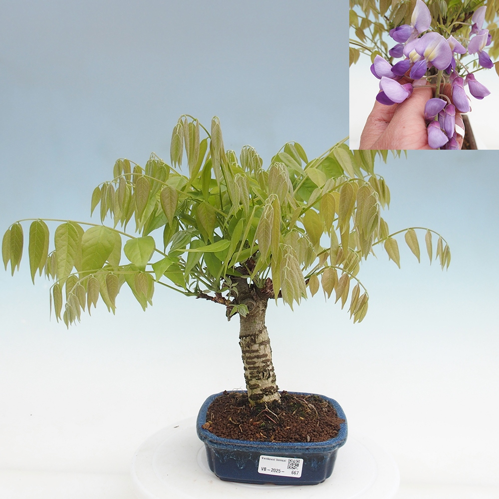 Vonkajšia bonsai - Vistarie kvetnatá - Wisteria floribunda