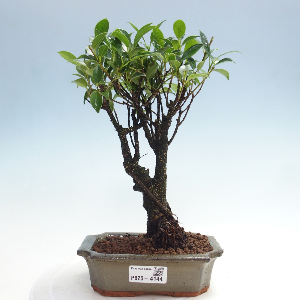 Izbová bonsai - Ficus retusa - malolistý fikus