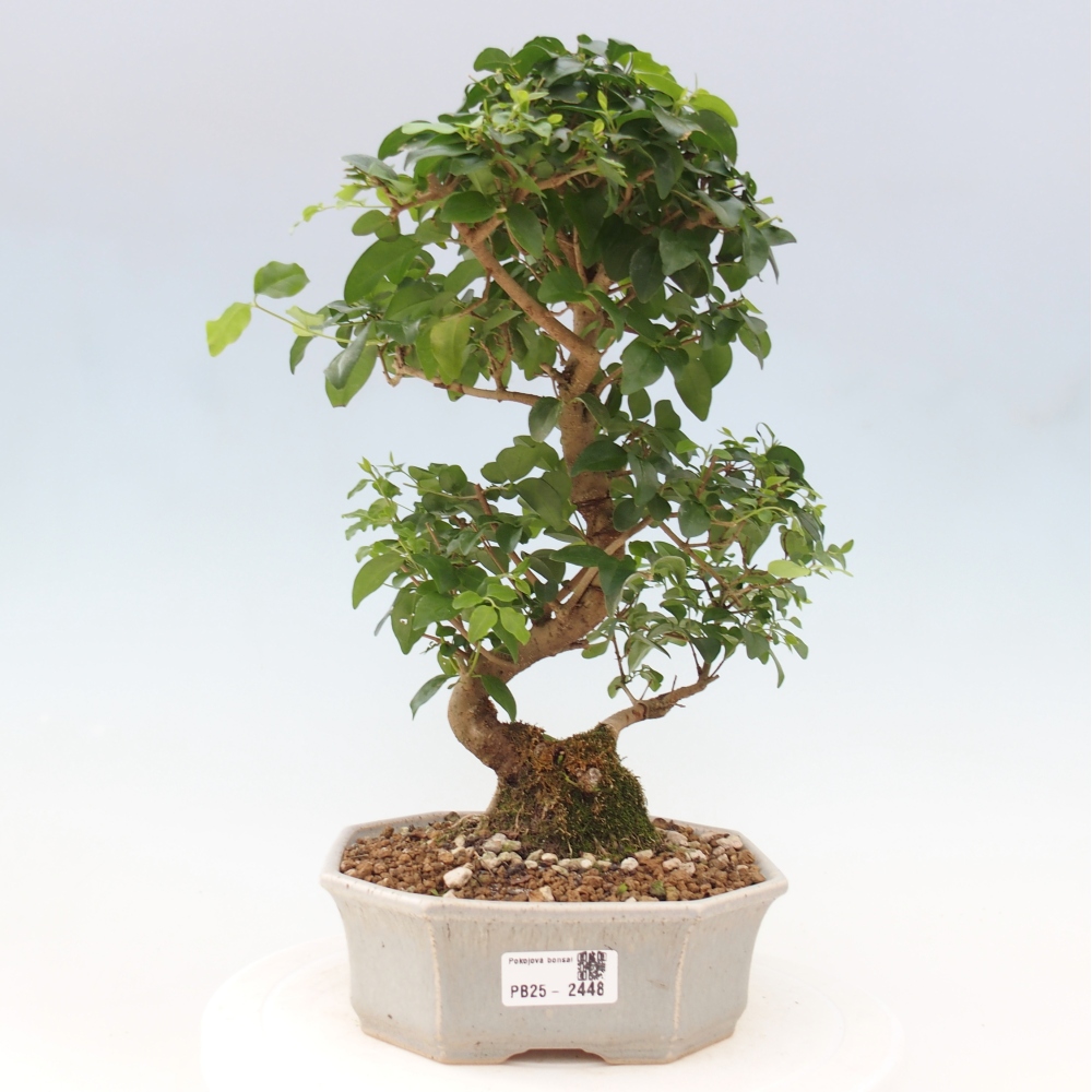 Izbová bonsai -Ligustrum chinensis - Vtáčí zob