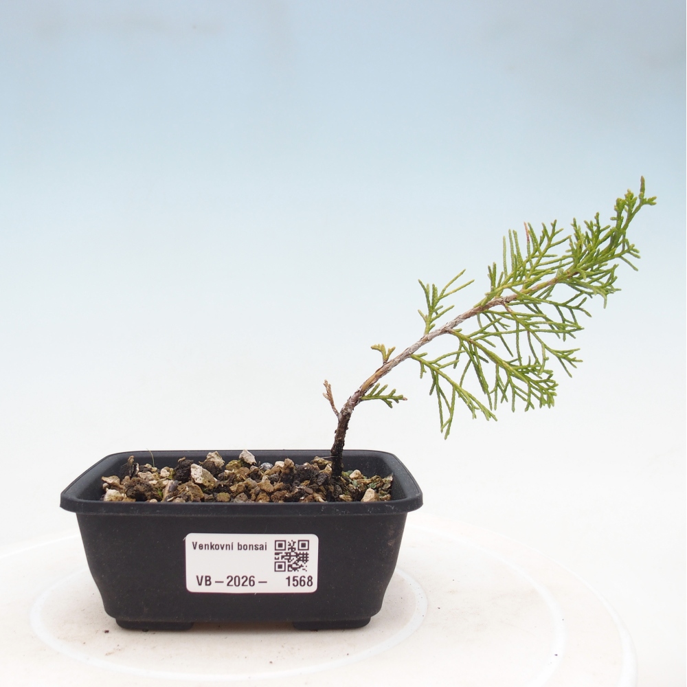 Vonkajší bonsaj - Juniperus chinensis Itoigawa