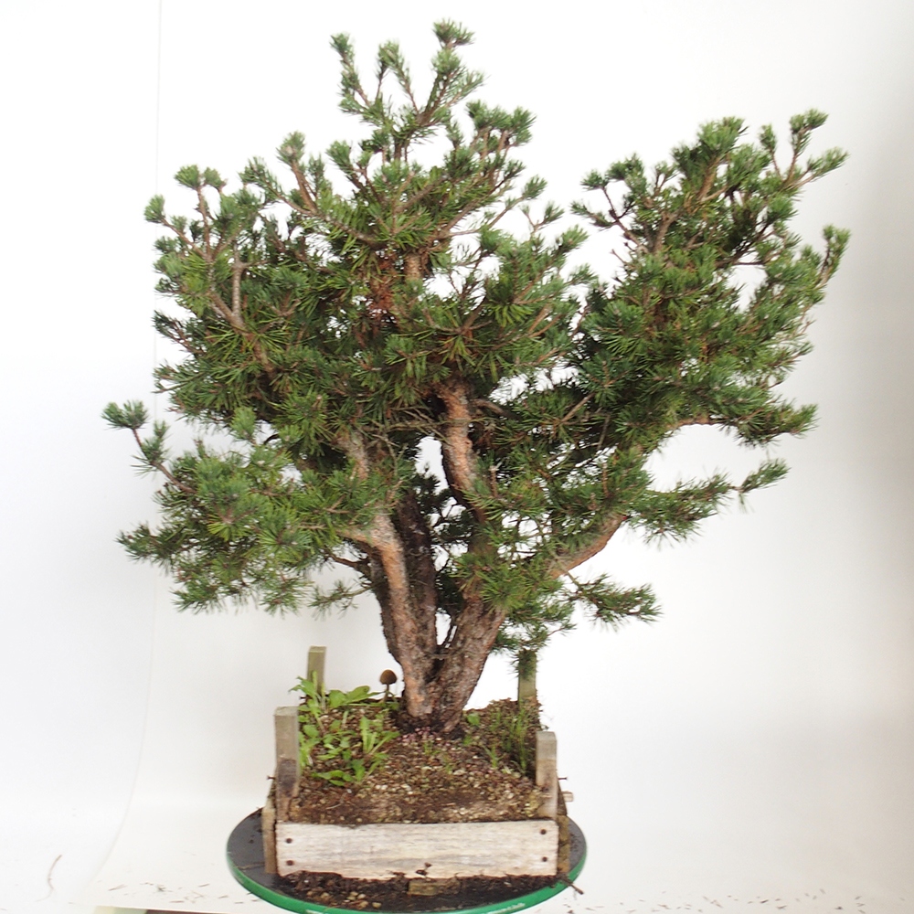 Yamadori - Pinus sylvestris Španielsko