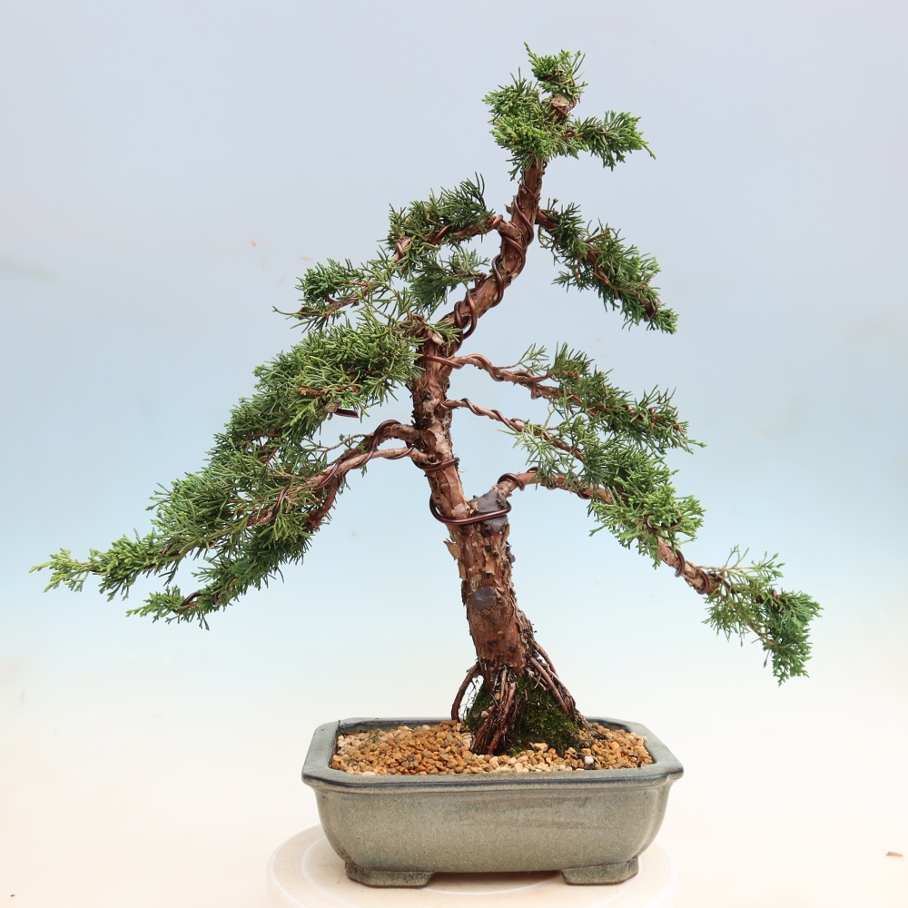 Vonkajší bonsaj - Juniperus chinensis Kishu