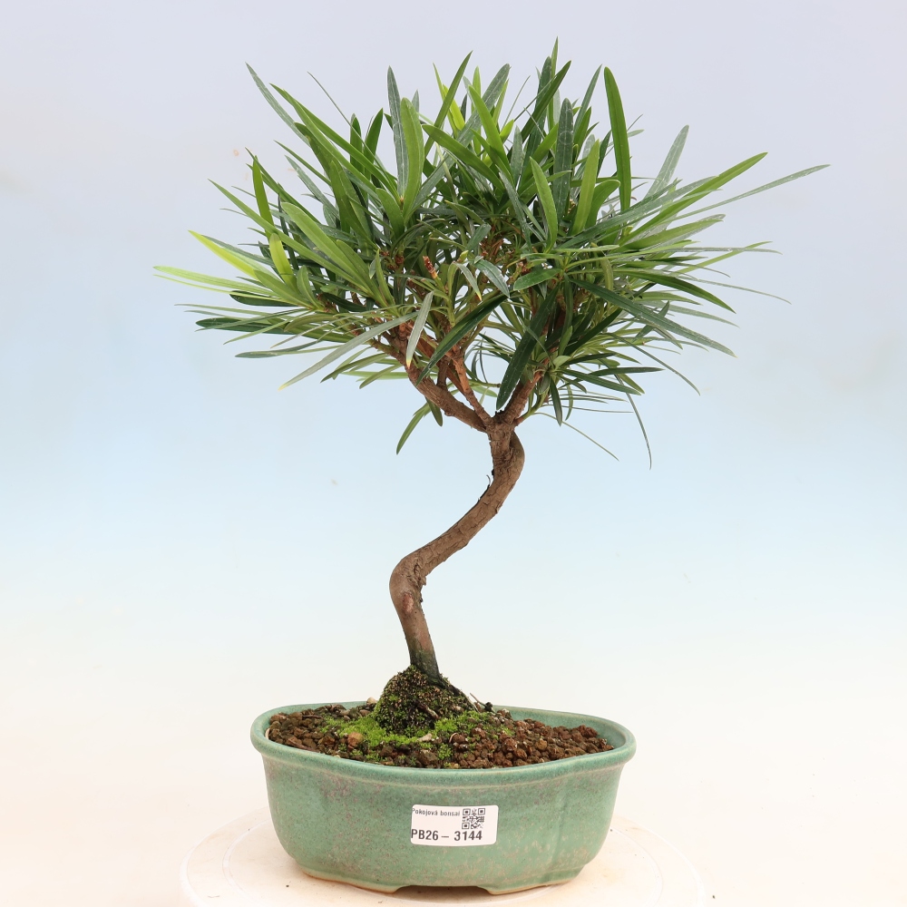 Izbové bonsaje - Podocarpus - Kamenný tis