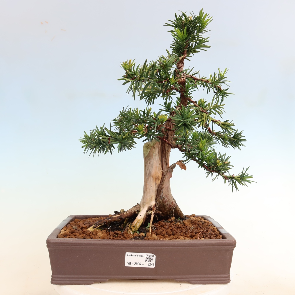 Vonkajší bonsai – Taxus cuspidata – japonský tis
