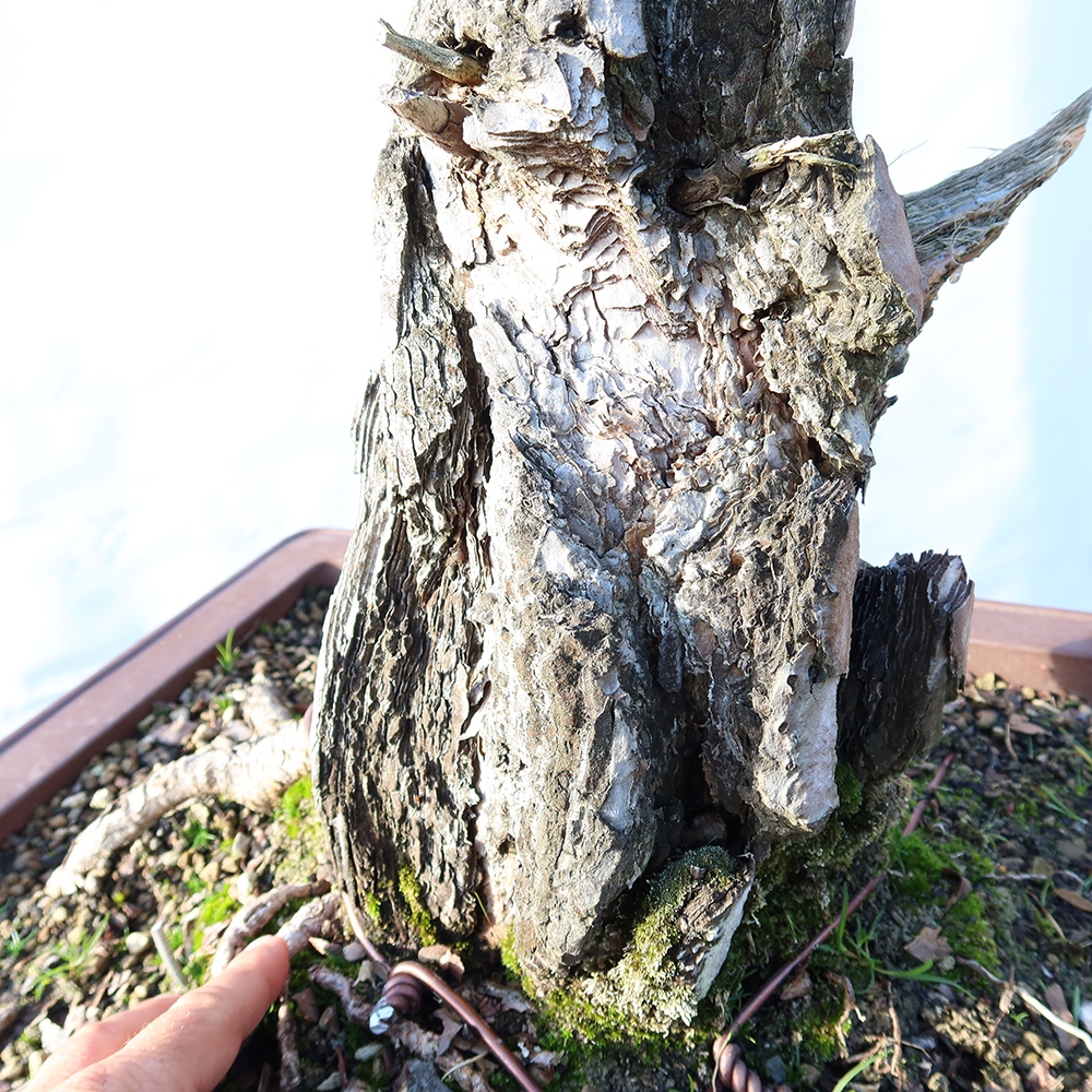 Pinus sylvestris Španielsko – borovica lesná