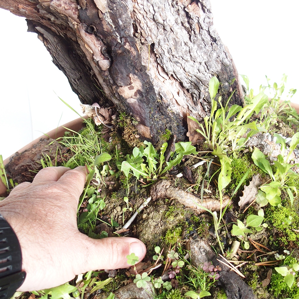 Yamadori - Pinus sylvestris Španielsko