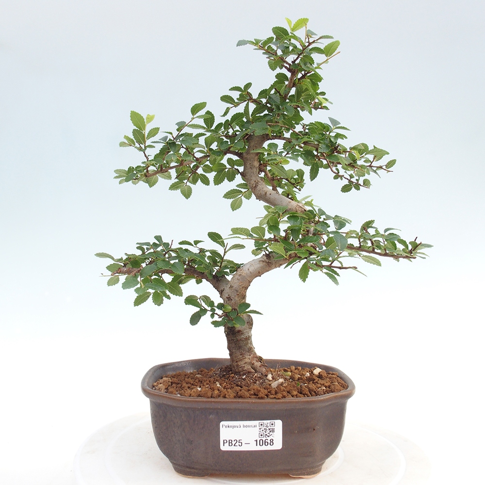 Izbová bonsai-malolistá brest 