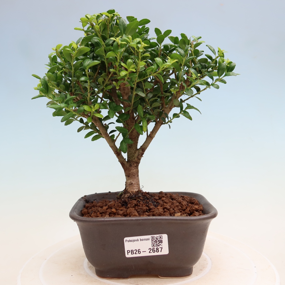 Izbový bonsaj - Ilex crenata - Cesmína