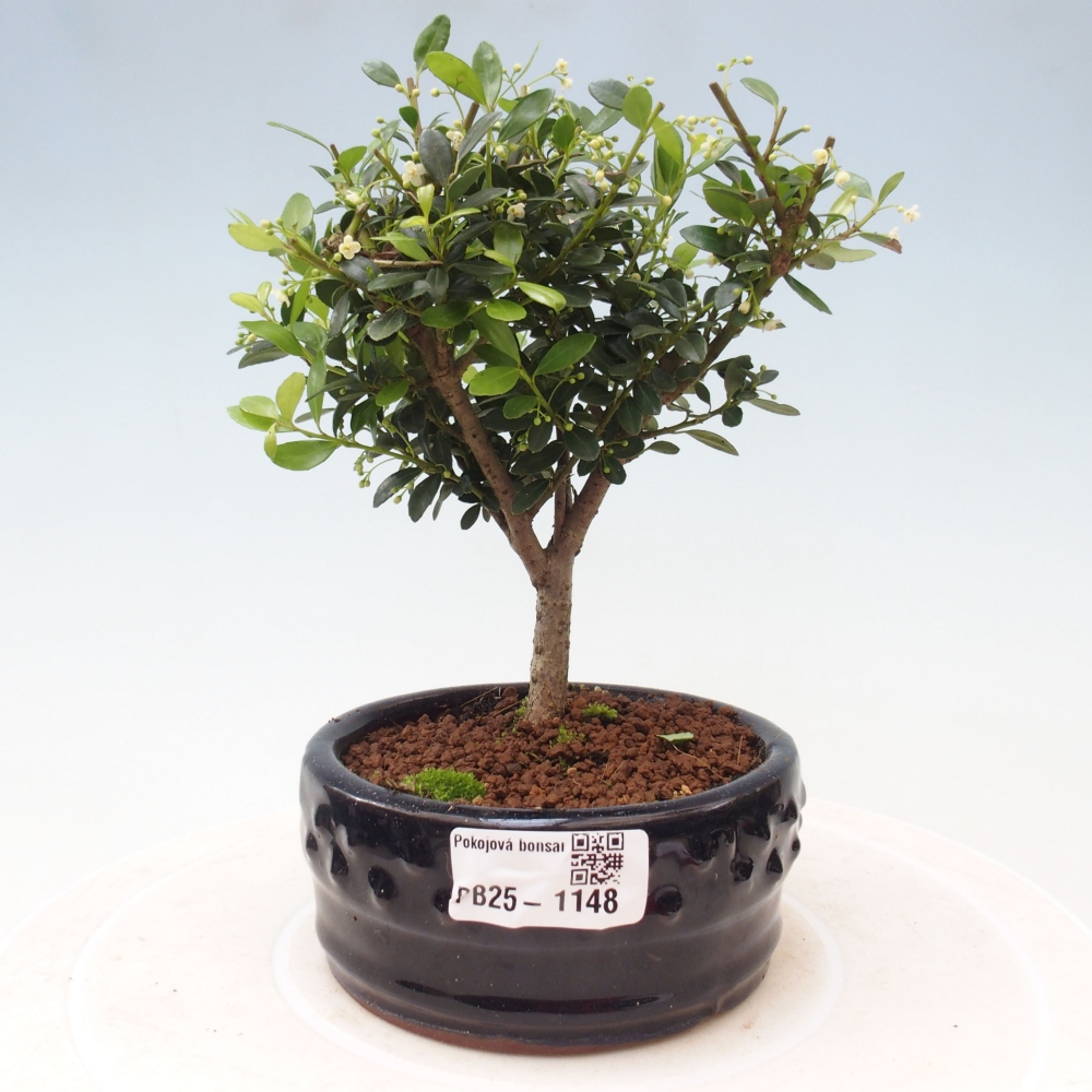 Izbová bonsai - Ilex crenata - Cezmína