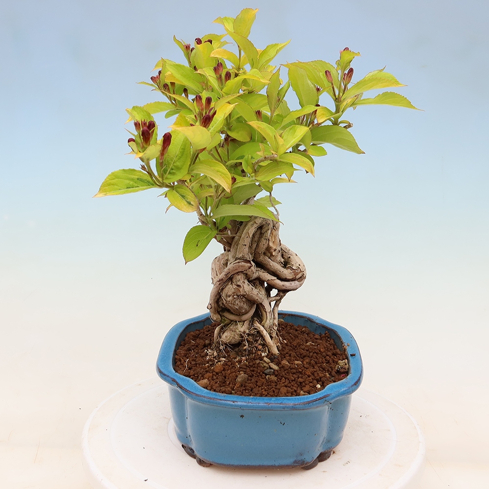 Vonkajší bonsai – Weigela subsessilis – vajgélia kórejská