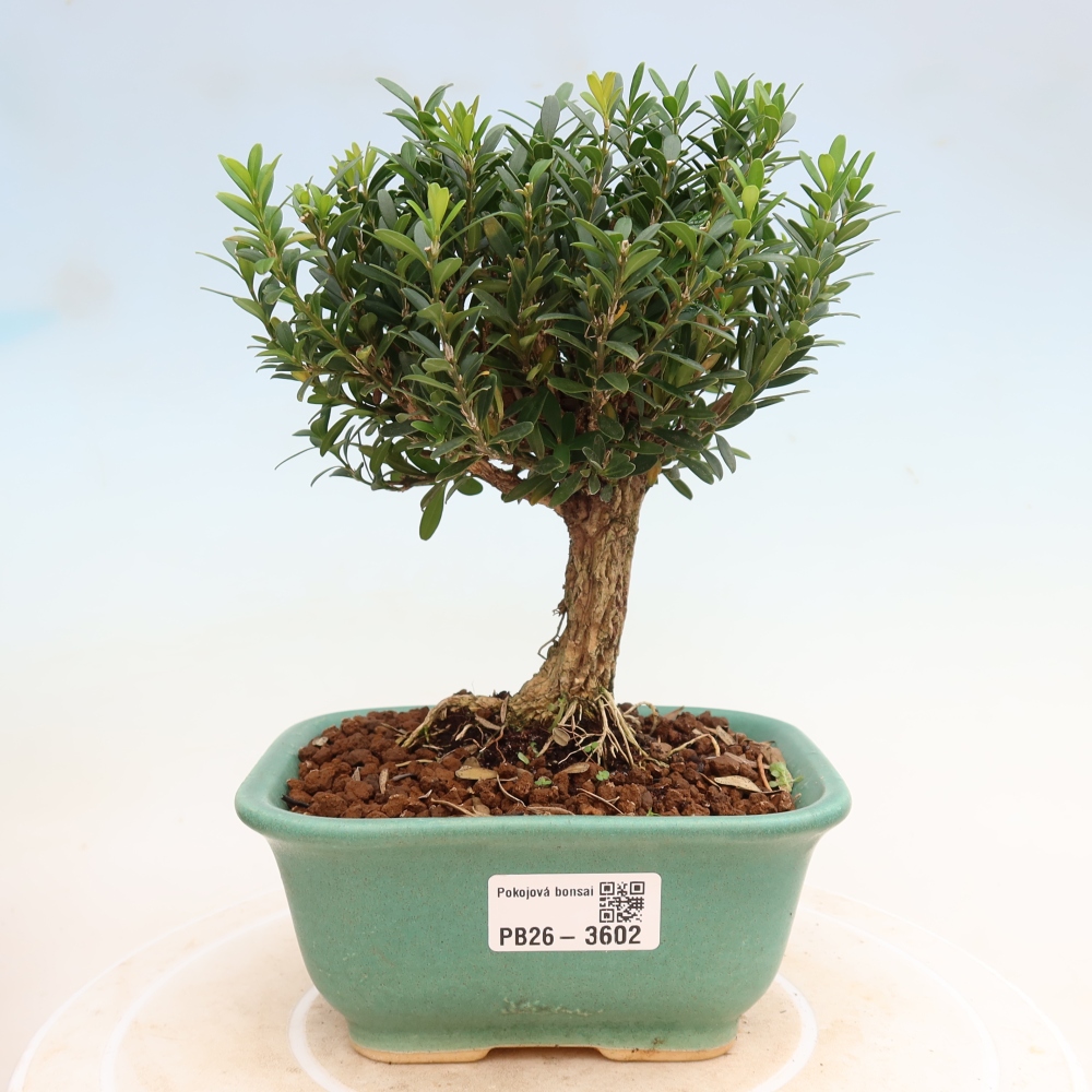 Izbové bonsaje - Buxus harlandii - korkový buxus