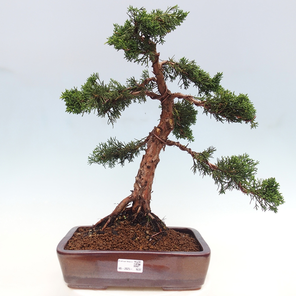 Vonkajšie bonsai - Juniperus chinensis Kishu -Jalovec čínsky