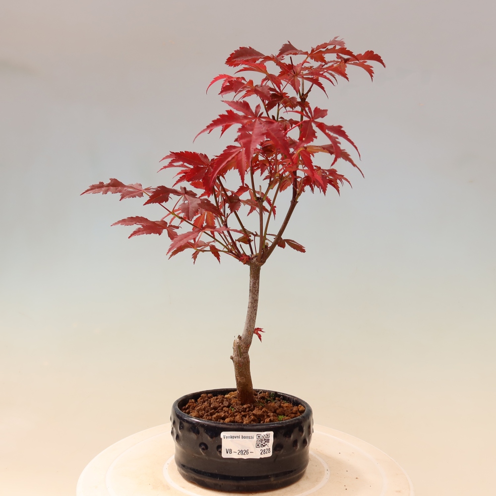 Vonkajšia bonsaj - palma Acer. Atropurpureum-Javor palmový