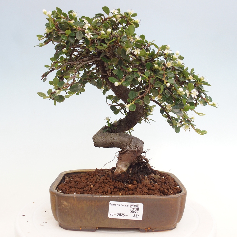 Vonkajší bonsai-Cotoneaster dammeri - Skalník Damerov