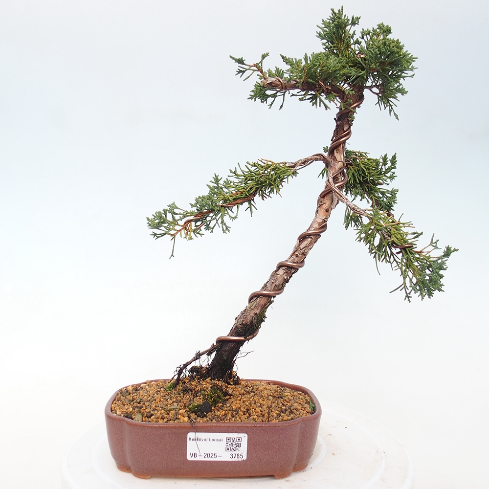Vonkajší bonsaj - Juniperus chinensis Kishu