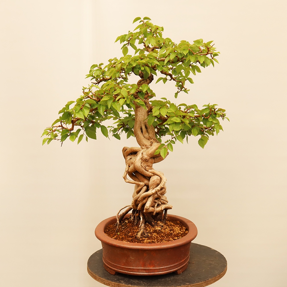 Vonkajší bonsai -Carpinus Coreana - Hrab kórejský