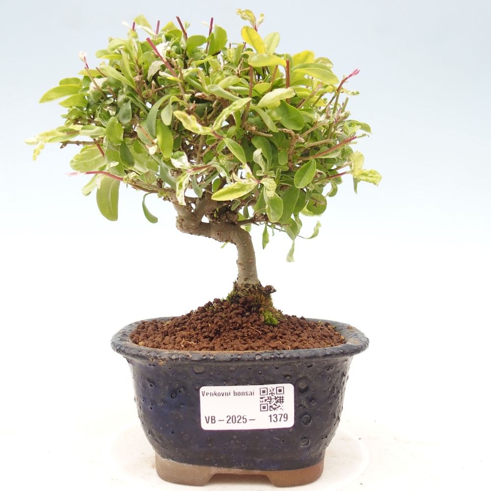 Vonkajší bonsai - Ligustrum obtusifolium - Vtáčí zob tupolistý