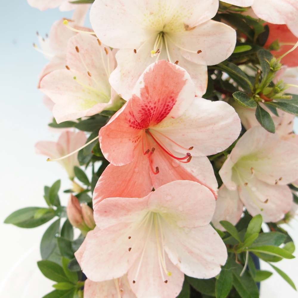 Vonkajší bonsai - Japonská azalka -  Azalea Asazakura
