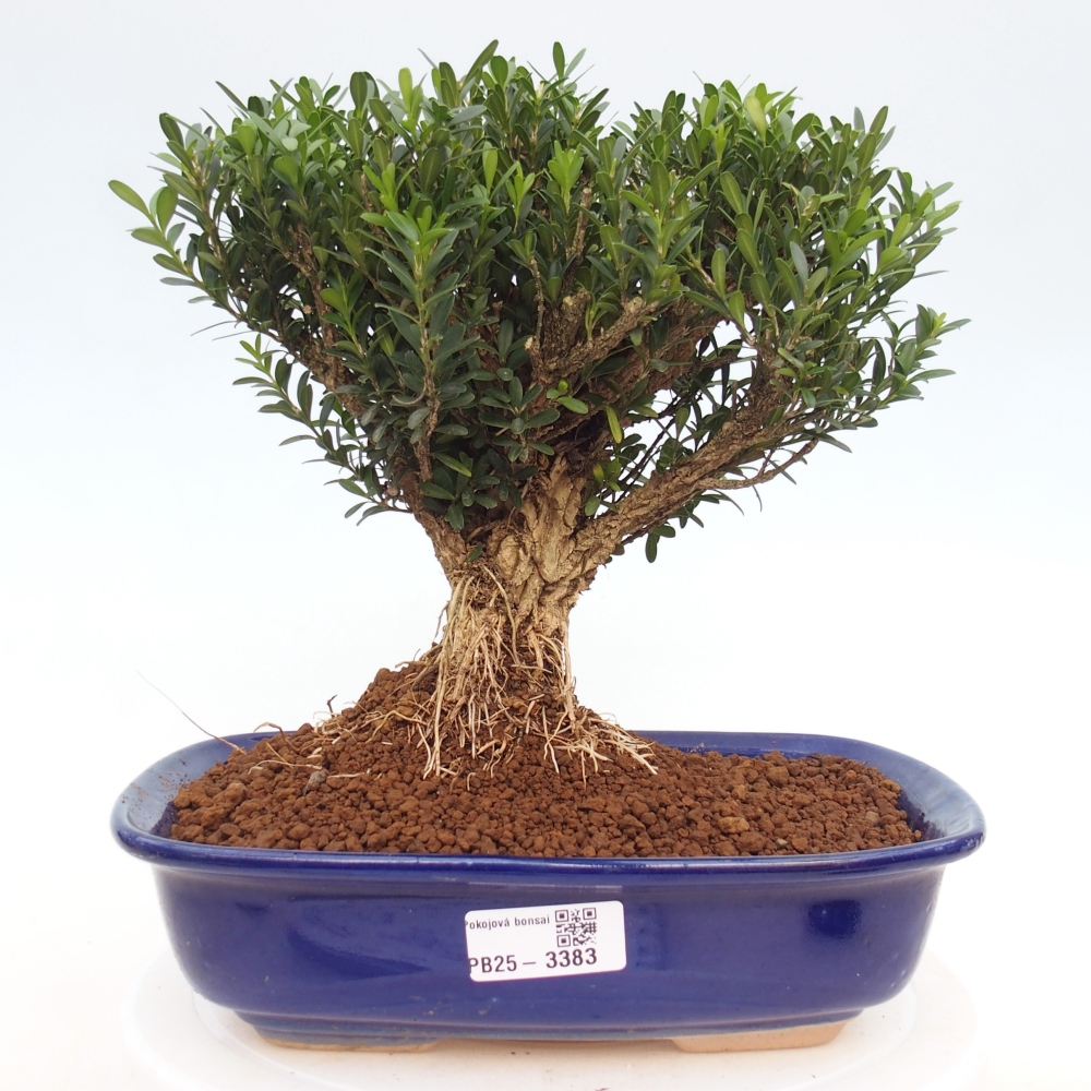 Izbové bonsaje - Buxus harlandii - korkový buxus