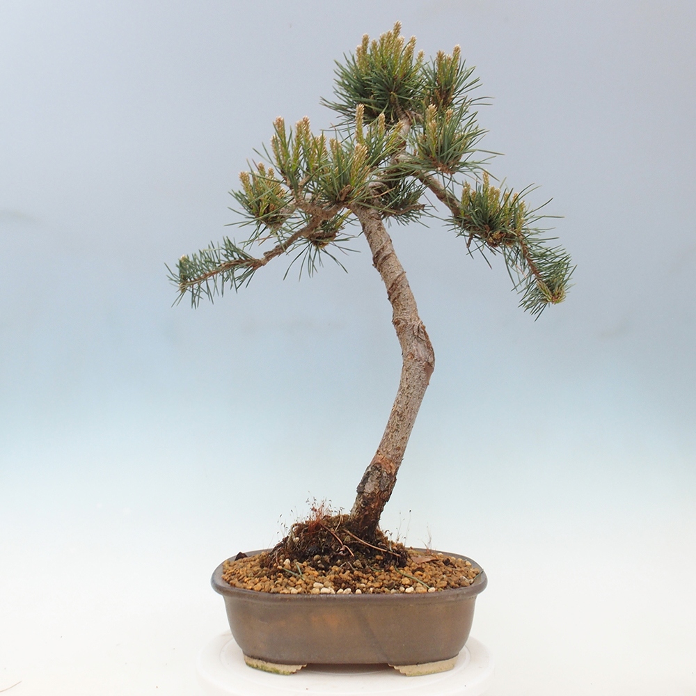Vonkajšie bonsai - Pinus Sylvestris - Borovica lesná