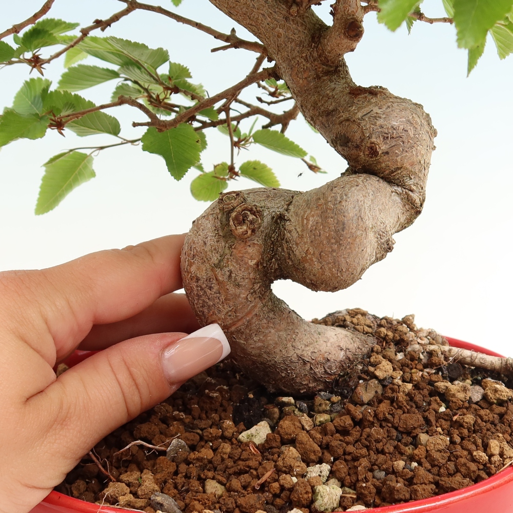Vonkajší bonsaj -Carpinus coreana - Hrab kórejský