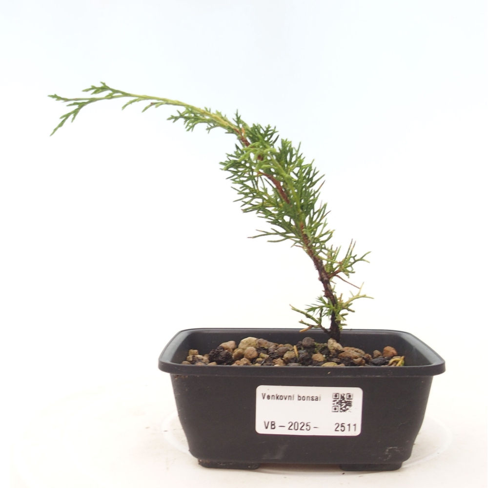 Vonkajší bonsai - Juniperus chinensis Itoigawa -Jalovec čínsky