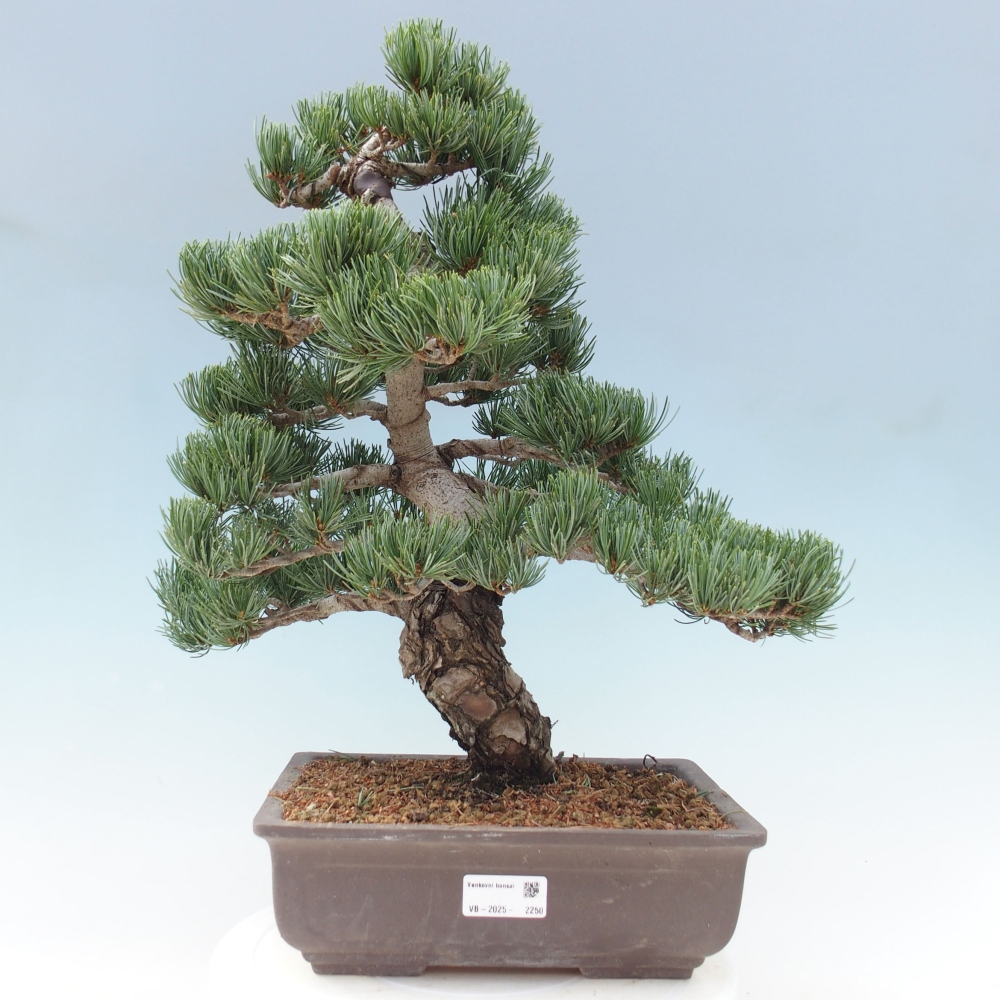 Vonkajšie bonsai - Pinus parviflora - Borovica drobnokvetá