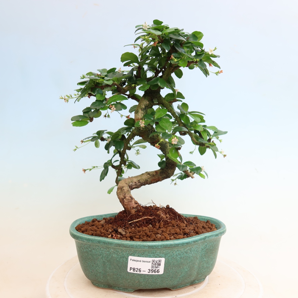 Izbové bonsaje - Carmona macrophylla - Tea fuki