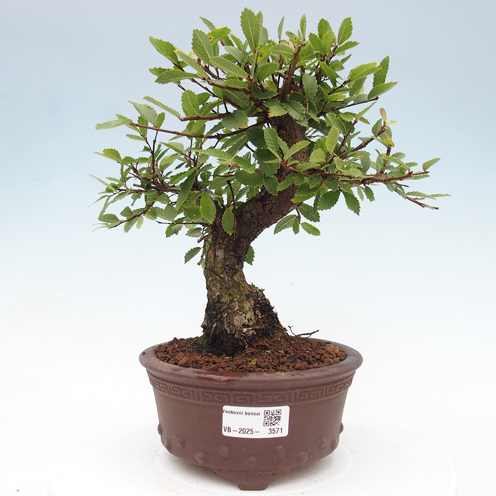 Vonkajšie bonsaje - Zelkova - Zelkova NIRE