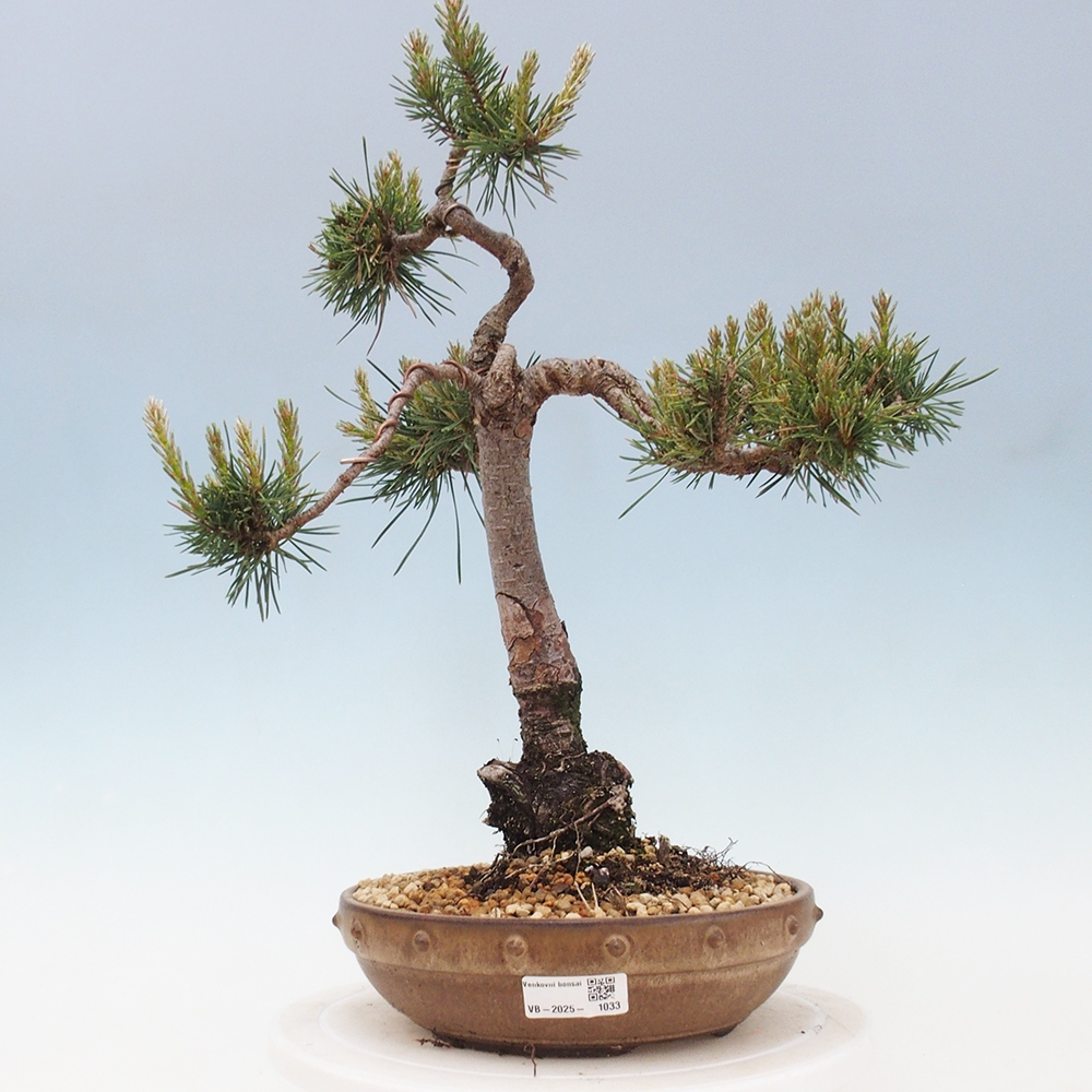 Vonkajšie bonsai - Pinus Sylvestris - Borovica lesná